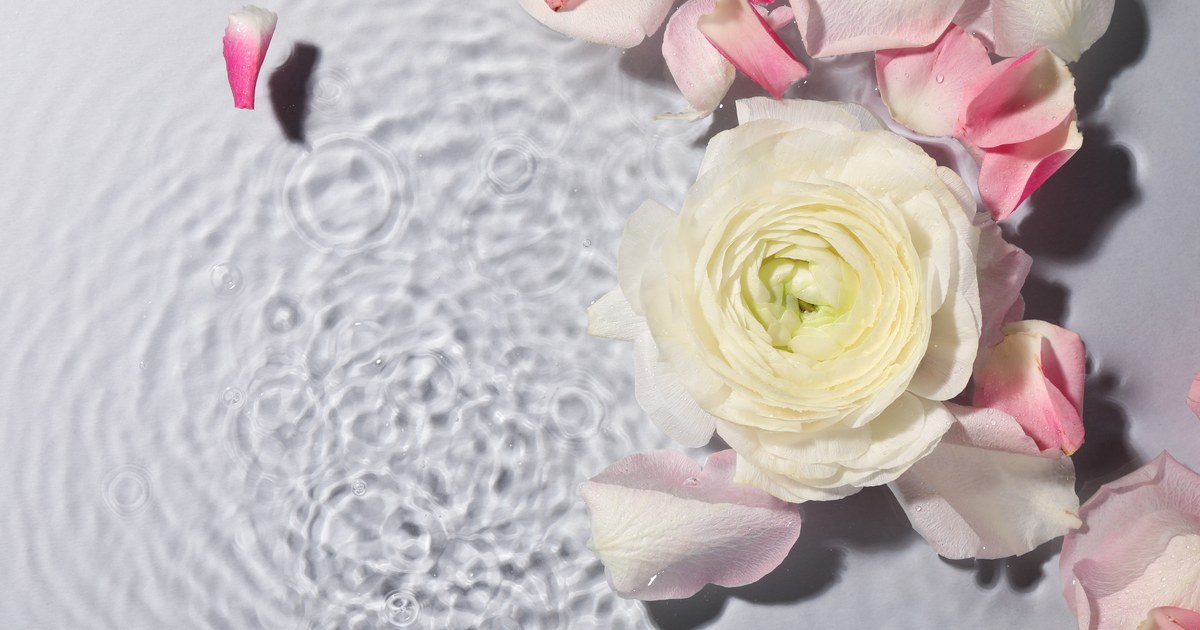 A cream bloom and pink rose petals floating on still water