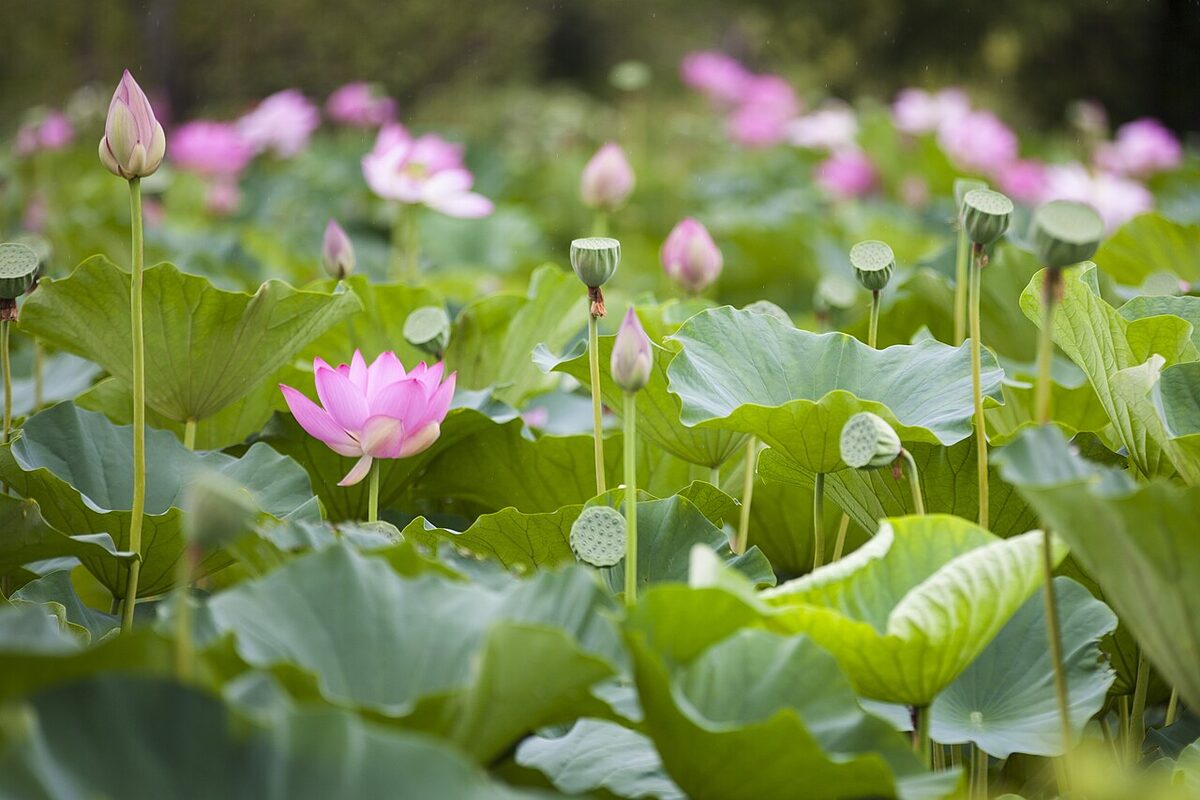 Pink lotus flowers blooming on a calm pond