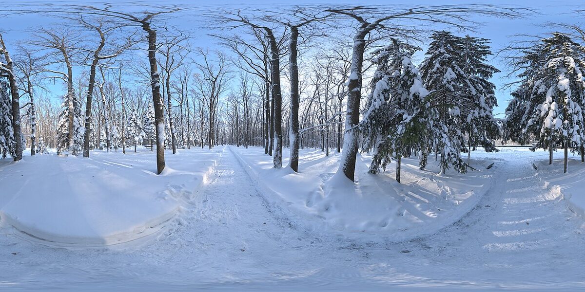 A path winding through a quiet forest