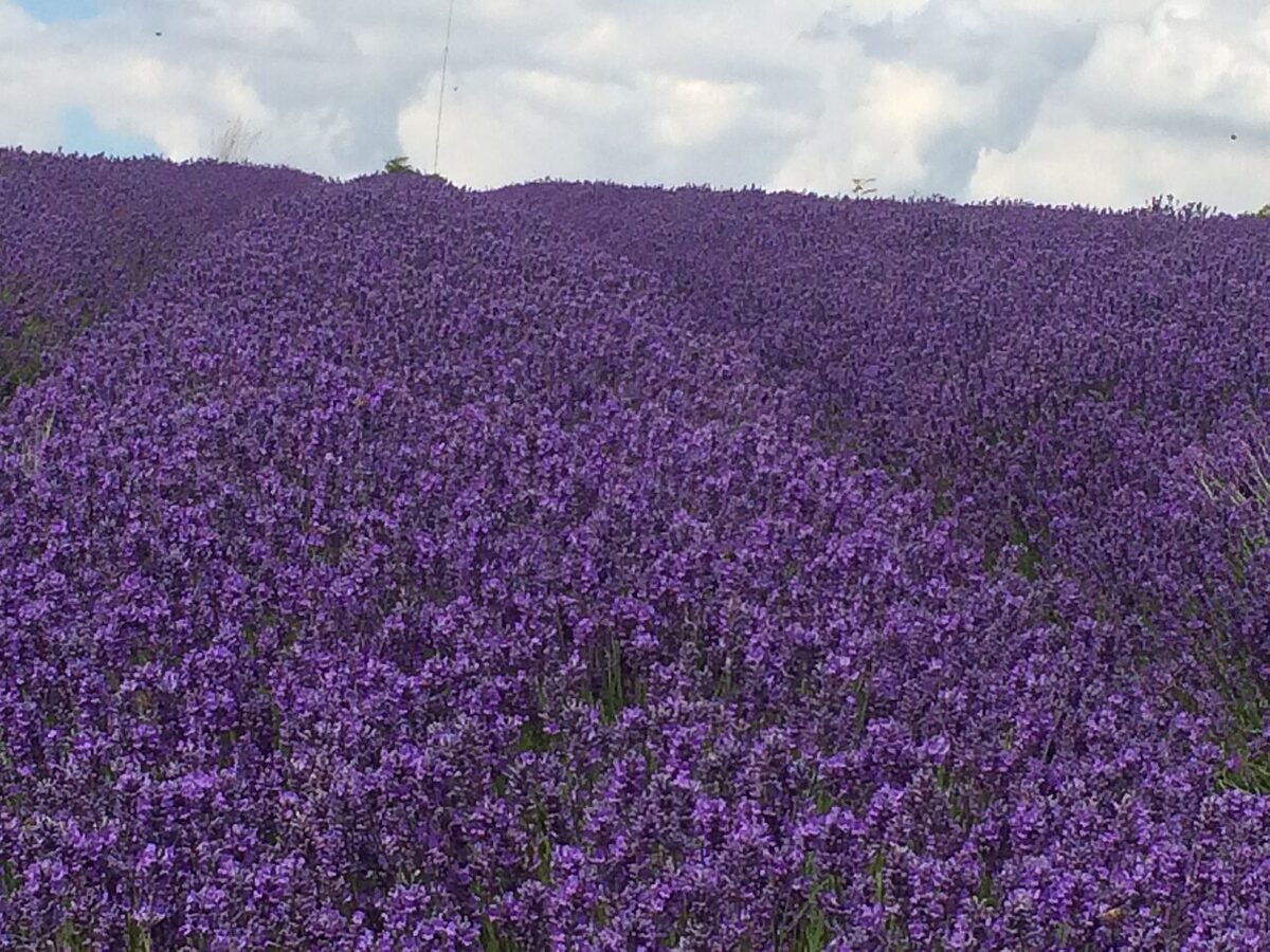 A lavender field in full bloom under a soft sky