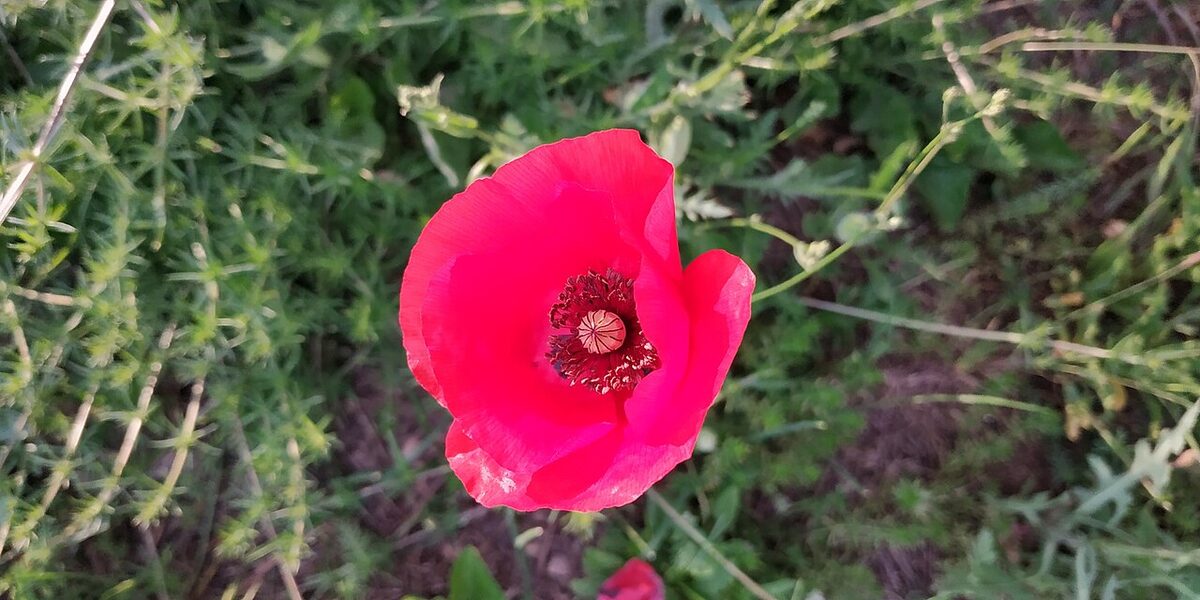 A bright red poppy wildflower in bloom