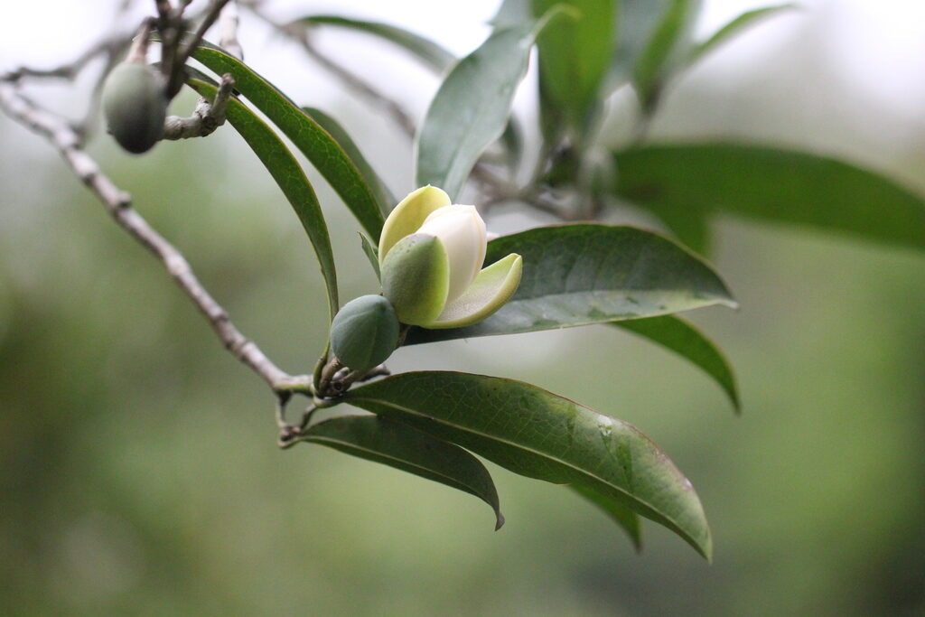Magnolia flower buds opening on a branch in spring