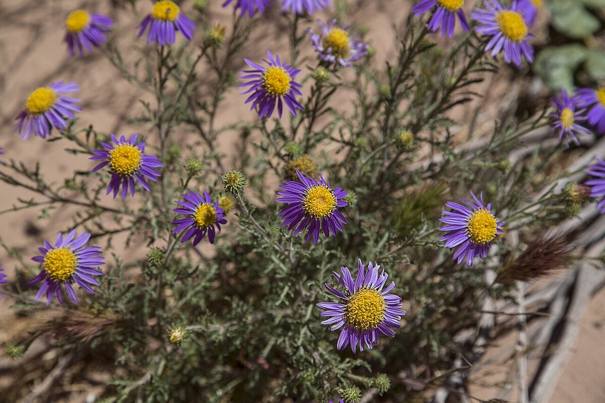 Purple wildflowers growing in an open meadow