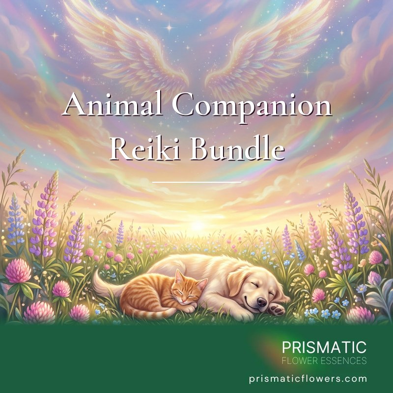 Animal Companion Reiki Bundle (4 Attunements): a ginger cat sleeps curled against a smiling cream-colored dog in a meadow of pink clover and lupines, as large glowing wings of light spread across the pastel sky above them, by Prismatic Flower Essences