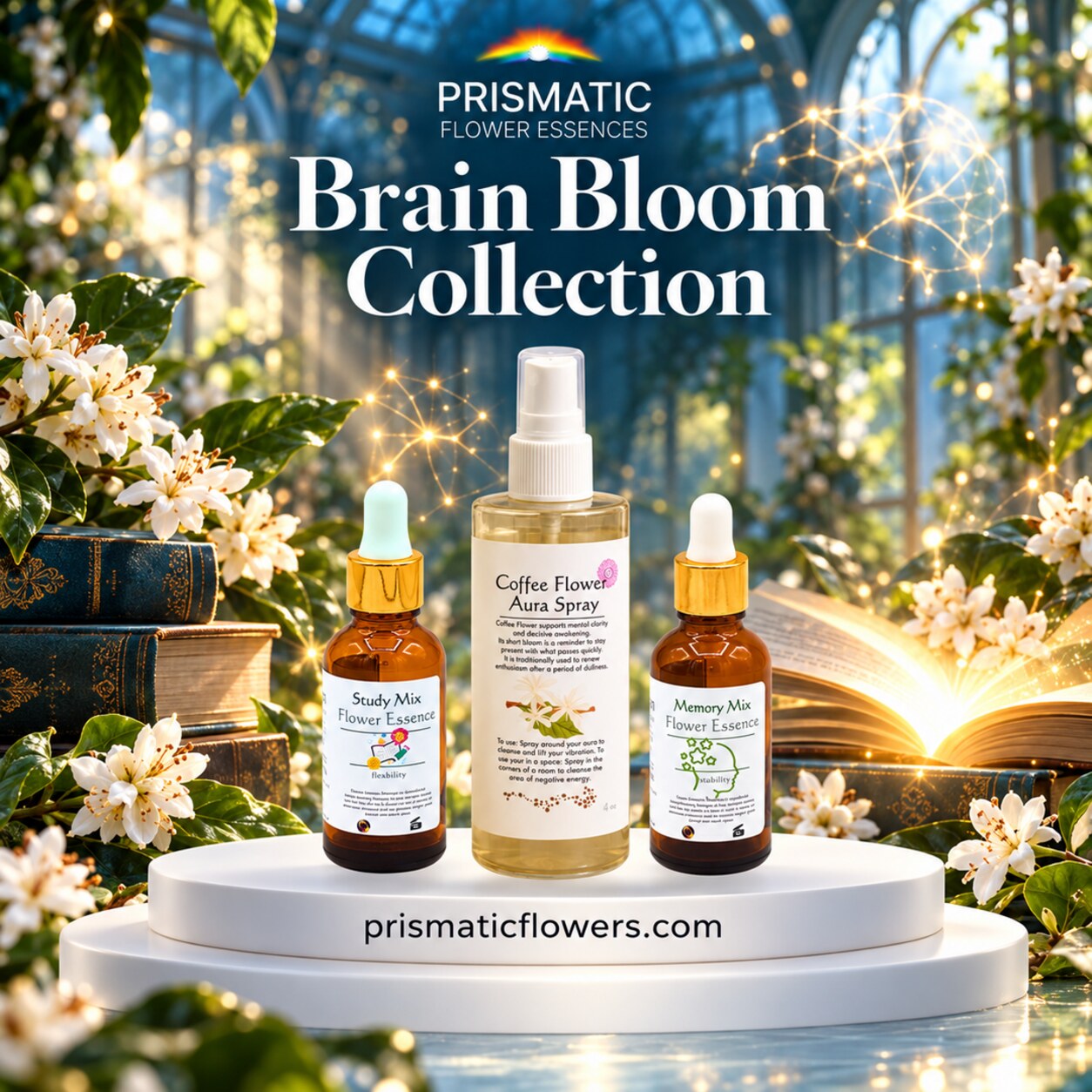 Brain Bloom Collection (3-Piece Set): Study Mix Flower Essence, Coffee Flower Aura Spray and Memory Mix Flower Essence bottles on a white podium among white coffee blossoms and open books in a sunlit greenhouse, by Prismatic Flower Essences