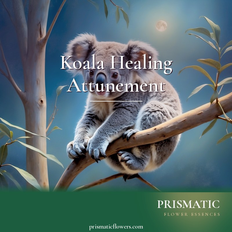 Koala Healing Attunement distance Reiki attunement, the koala as a power/spirit animal (totem) -- a silver-grey, tail-less marsupial resting high in a eucalyptus tree, keep by Prismatic Flower Essences