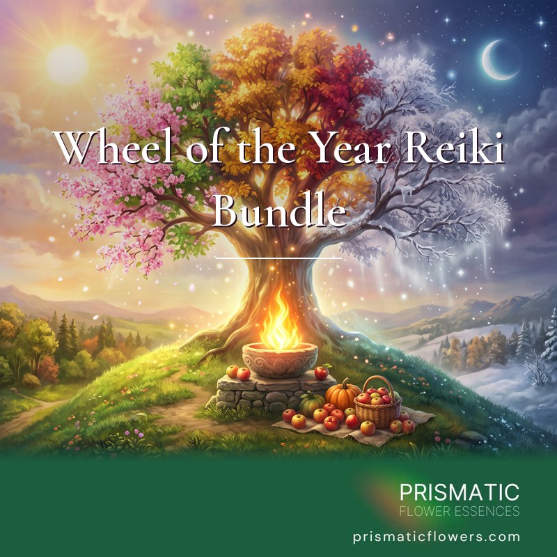 Wheel of the Year Reiki Bundle (4 Attunements): a tree of the four seasons, pink with spring blossom, green, gold and frost white, stands over a flame in a stone bowl with apples and pumpkins, below a sun and a crescent moon, by Prismatic Flower Essences