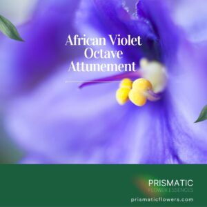 African Violet Octave™ Energy Healing Attunement