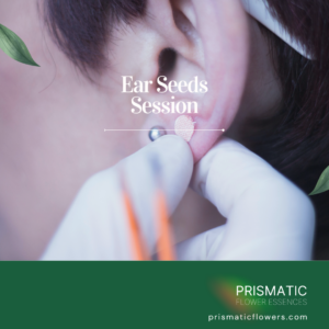 Ear Seeds Session