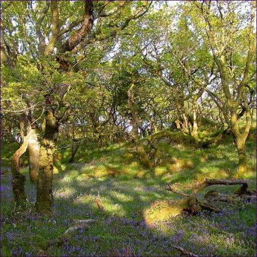 Sacred Earth Chakras - 7 Attunements